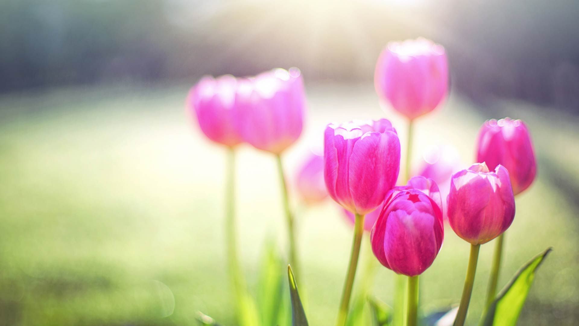 Spring Cleaning for Your Mental Health