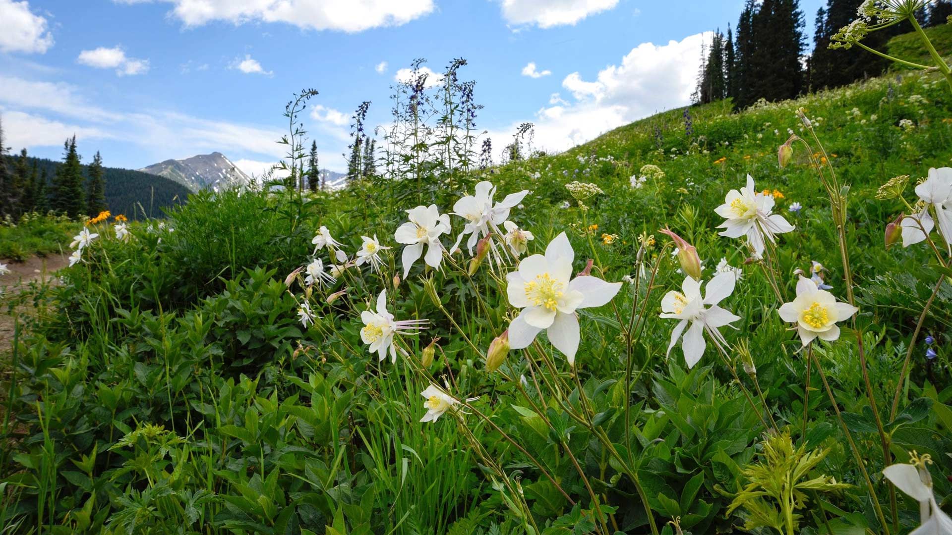 الفريق التنفيذي