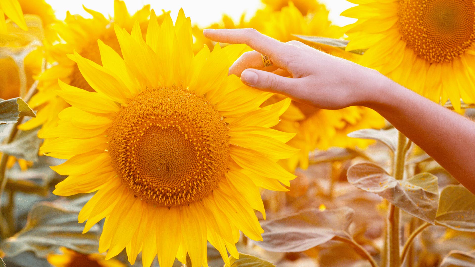 La main d’une personne touche doucement les pétales jaune vif d’un grand tournesol dans un champ baigné de soleil.