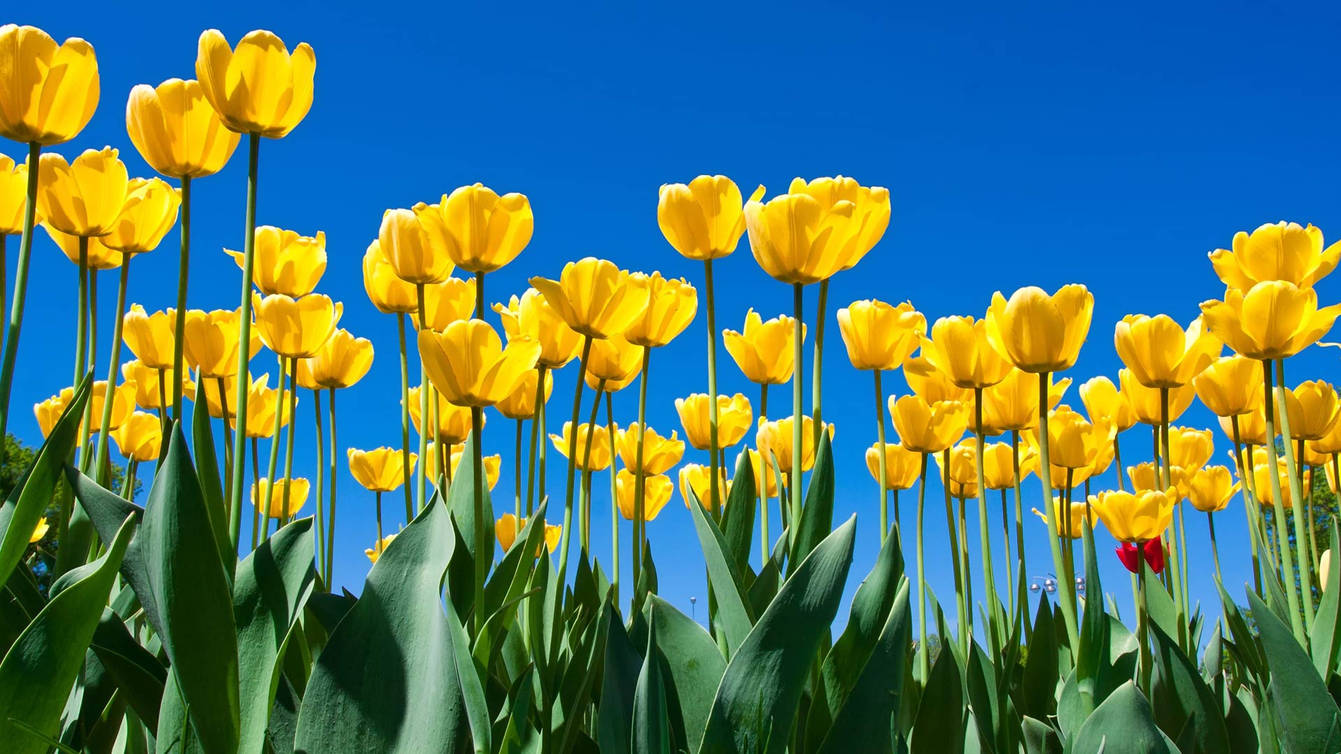 Three easy ways to spring into health jefferson center